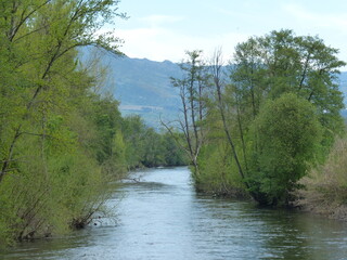 River nature trees