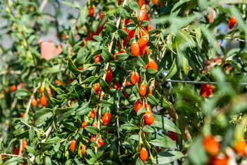 Fresh goji berries growing on a green bush