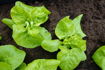 Green lettuce leaves growing in wet soil