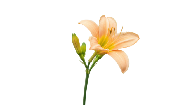 Isolated Peach Lily