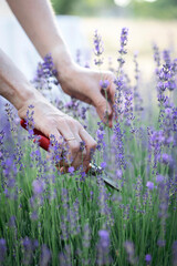 girl pruning lavender bush in the garden