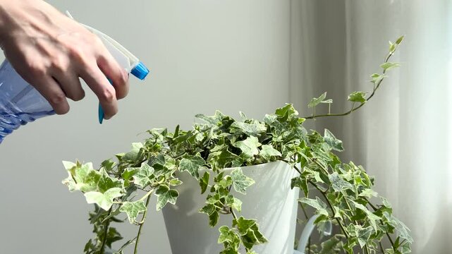 Woman hand spraying water on english Ivy variegated or hedera helix with waterdrop in the white flower pot at bedroom
