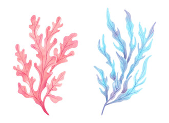Pink, blue underwater seaweed branch. Watercolor illustration. Ocean botanical seaweed clip art. Hand drawn isolated art. Natural form of marine flora.Suitable for ecology, travel, kids design themes