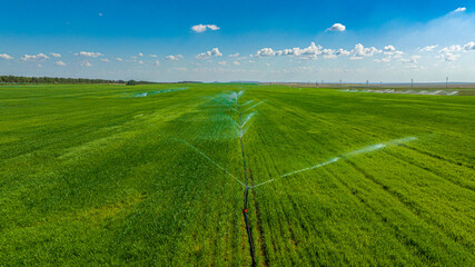Irrigation Process on Fertile Agricultural Land Sanliurfa Turkey