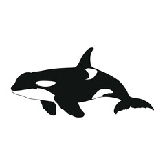 Fototapeta premium Orca whale silhouette illustration black white vector