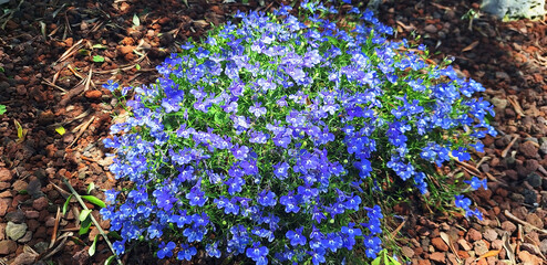 A bush of lobelia erinus with blue flowers surrounded by expanded clay stones. Panorama.
