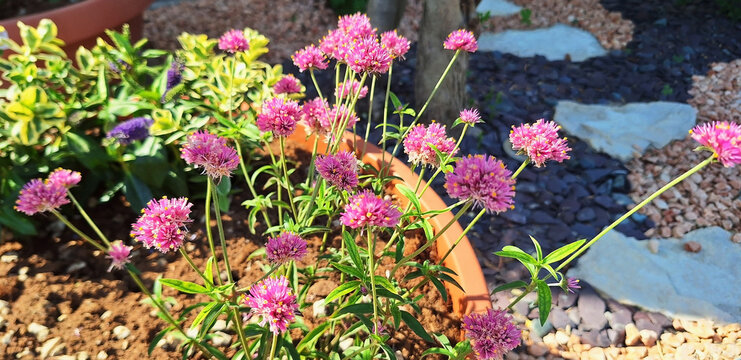 A gomphrena globosa bush with pink flowers grows in a pot in the garden. Panorama.