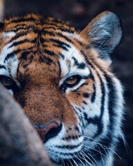 portrait of a bengal tiger