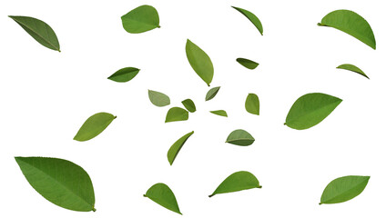 Leaves blew and floating on transparent background, 3D render