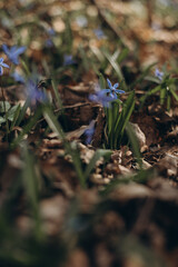 snowdrops in the forest