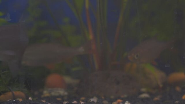 Young bream and roach swims in the aquarium. Freshwater river fish in an aquarium.