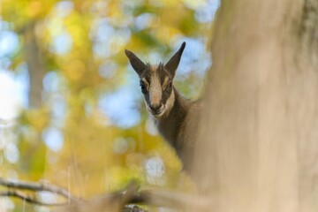 A young chamois peeks out from behind a tree. A chamois in the nature habitat.  Rupicapra...