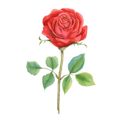 Passionate red Rose rose illustration watercolor vector