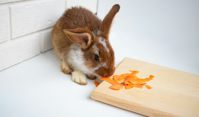 A brown rabbit sits and chews a carrot. A cute fluffy Easter bunny on a white background embodies...