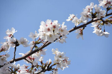 青空に桜