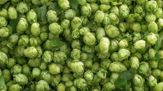 Macro perspective of a bunch of green hops displayed in a hop plantation emphasizing their freshness and texture