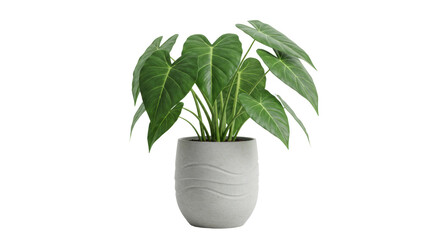 Isolated Potted Philodendron Plant © Laura