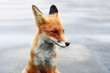 Nice Ginger Fox