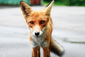 Nice Ginger Fox