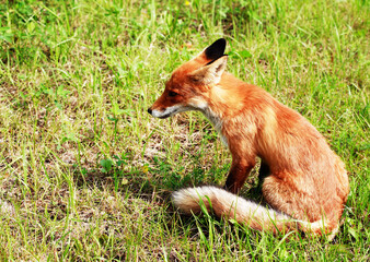 Nice Ginger Fox