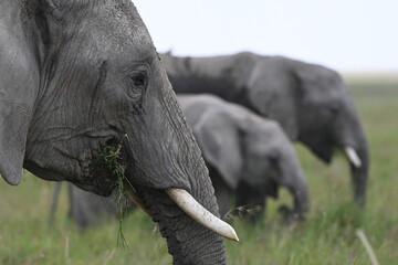 elephants in the wild