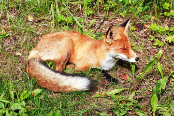 Nice Ginger Fox