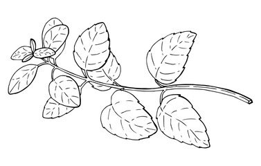 Sprig of mint vector illustration. Etching of kitchen plant for aromatherapy or cooking. Outline drawing of medical herb by black ink in linear style.