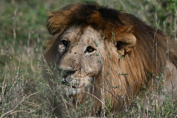 male lion