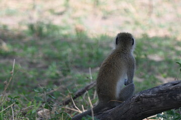 Vervet Monkey of Serengeti