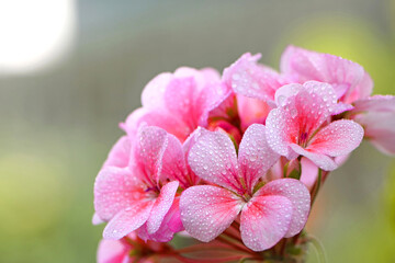 Fototapeta premium Geranium. small pale pink flowers. in drops of morning dew or after rain. Floral background. Pink flowers of homegrown violets in a pot on a green background. bokeh, beautiful flower