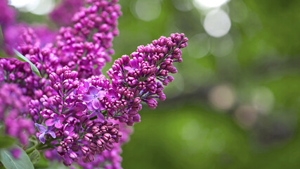 Lilac blossom flowers spring view. Spring lilac flowers. Lilac blooms. A beautiful bunch of lilac. floral spring background. delicate fragrant flowers, in the garden or park. close-up