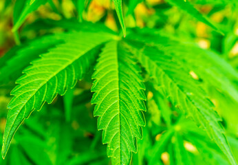 Cannabis plant and green leaves and white flowers. Growing organic medicinal cannabis plant indoors for CBD