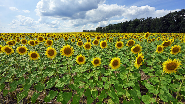 yellow sunflowers in the field. Large sunflower flowers in the sun. Yellow flowers on a farm field and blue sky. Agriculture concept, organic products. Growing seeds for oil. rural area. farmland - Powered by Adobe