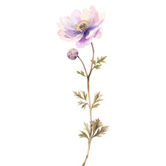 Fototapeta premium Anemone illustration anemone flower vector