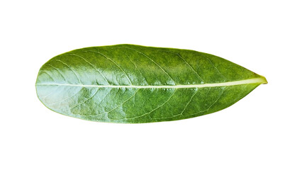 Frangipani flower leaves on transparent background feature distinctive oval shape, clear vein texture and fresh green color, suitable for botanical, tropical, herbal themed graphic elements.