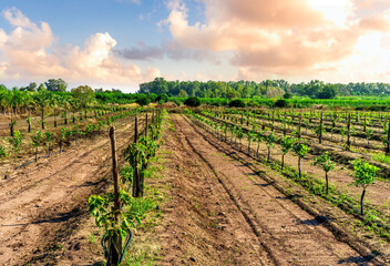 beautiful evening garden farmland during sunset with rows of young green growth of fruit trees and lines of plants on rural plantation landscape