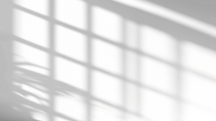 shadow overlay effects of realistic window and tree branch shadow with light blur on transparent background,Summer sunlight and shadow overlay effect	
