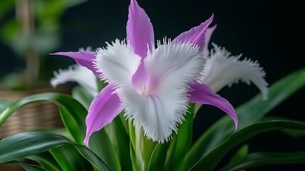 Orchid closeup in pot, dark background