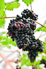 Fresh Black Grapes Hanging on Vine in Vineyard