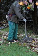 gardener gathering fallen Autumn leaves with a rake