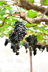 Fresh Black Grapes Hanging on Vine in Vineyard