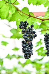 Fresh Black Grapes Hanging on Vine in Vineyard