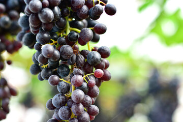 Fresh Black Grapes Hanging on Vine in Vineyard