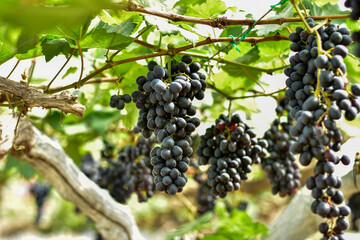 Fresh Black Grapes Hanging on Vine in Vineyard