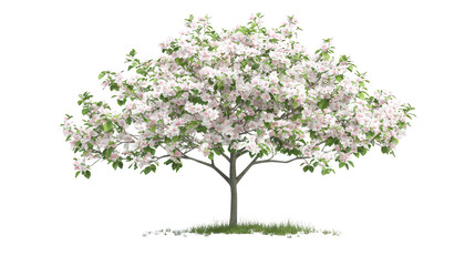 Stunning white flowers on a tree against dramatic black background blooming