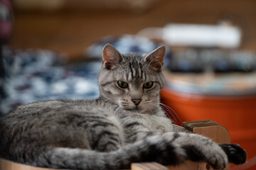 室内でくつろぐ可愛い猫　サバトラ猫