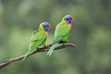 Two beautiful rainbow lorikeets, iconic, cheeky and multicolored birds, sit on a branch in the rain in a suburban garden on the Gold Coast in Queensland, Australia.