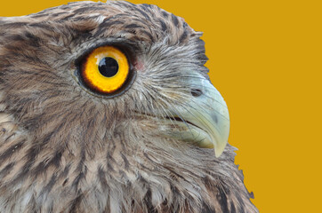 Portrait of a Majestic Eagle Owl – Striking Eyes & Detailed Feathers