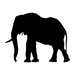 Fototapeta premium Elephant silhouette elephant illustration wildlife vector