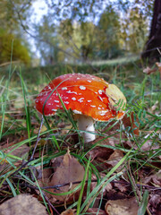 Red fly Agaric (Amanita Muscaria) mushroom with white warts in a forest surrounded with green grass and dry leaves